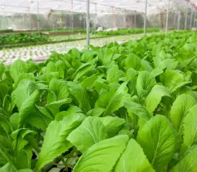 Làm thế nào để được chứng nhận hữu cơ ở Việt Nam?